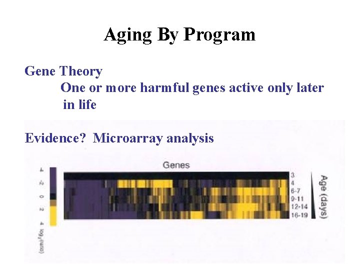 Aging By Program Gene Theory One or more harmful genes active only later in