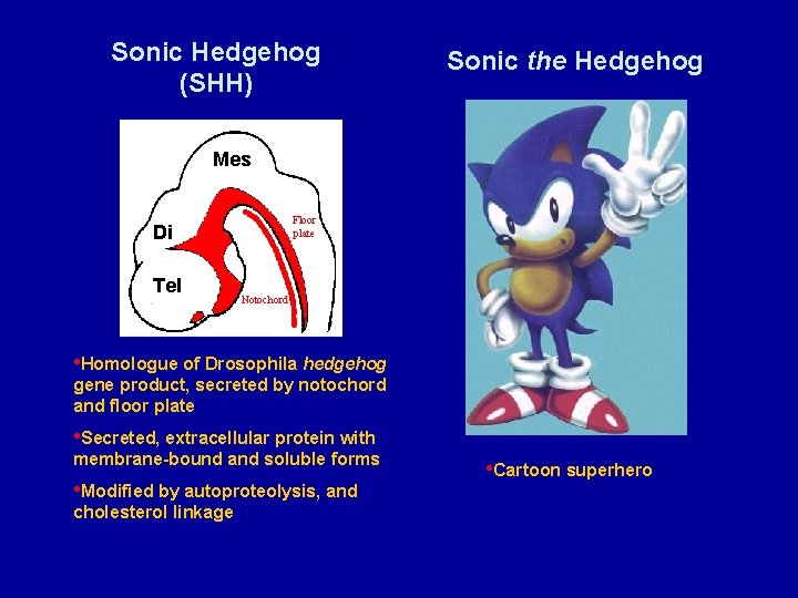 Sonic Hedgehog (SHH) Sonic the Hedgehog Mes Hindbrain Floor plate Di Tel Forebrain Notochord