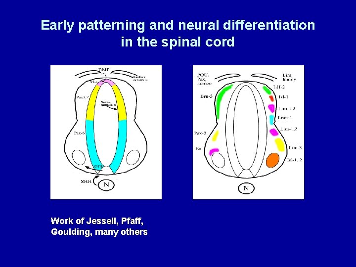 Early patterning and neural differentiation in the spinal cord Work of Jessell, Pfaff, Goulding,