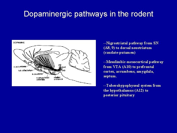 Dopaminergic pathways in the rodent --Nigrostriatal pathway from SN (A 8, 9) to dorsal