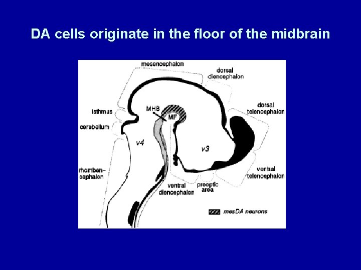 DA cells originate in the floor of the midbrain 
