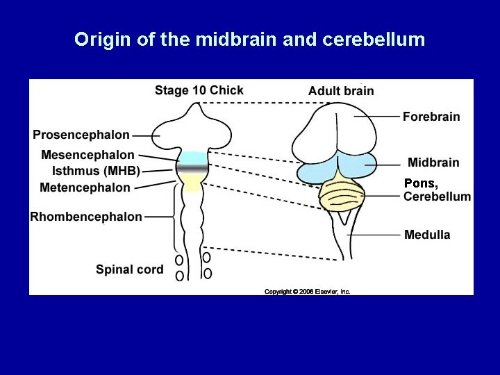 Origin of the midbrain and cerebellum Pons, 