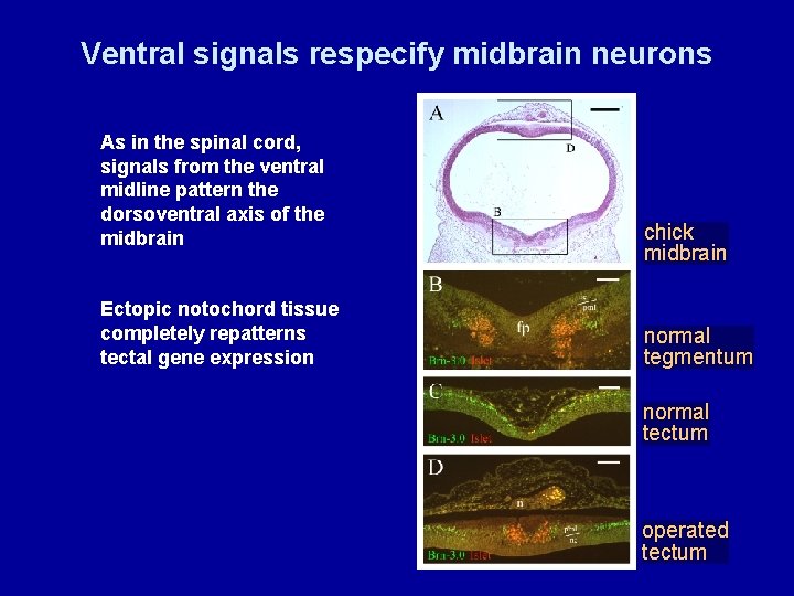 Ventral signals respecify midbrain neurons As in the spinal cord, signals from the ventral
