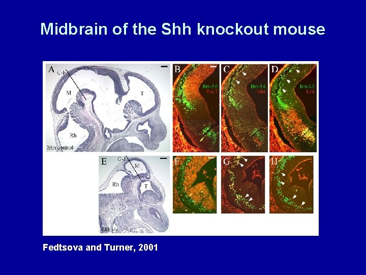 Midbrain of the Shh knockout mouse Fedtsova and Turner, 2001 