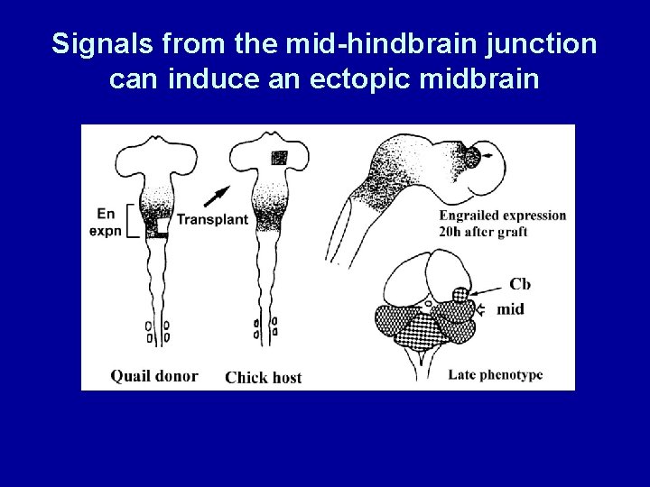 Signals from the mid-hindbrain junction can induce an ectopic midbrain 