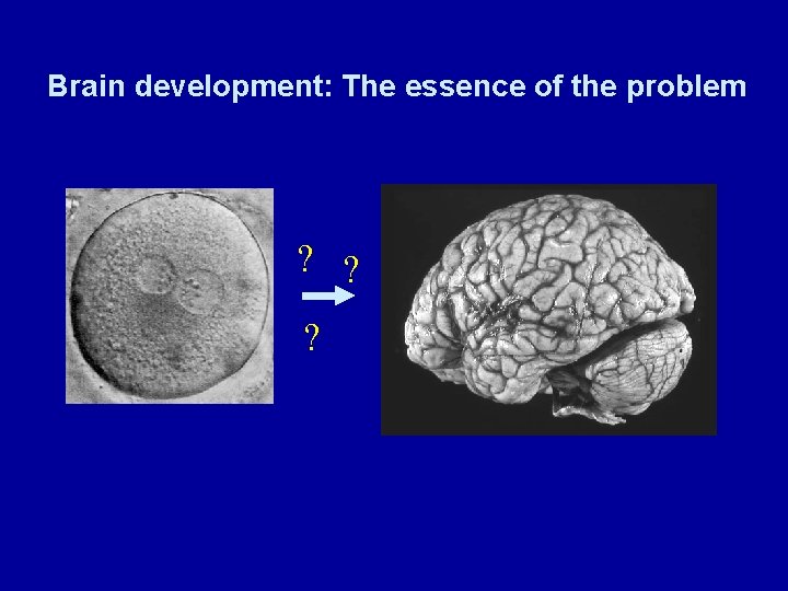 Brain development: The essence of the problem ? ? ? 