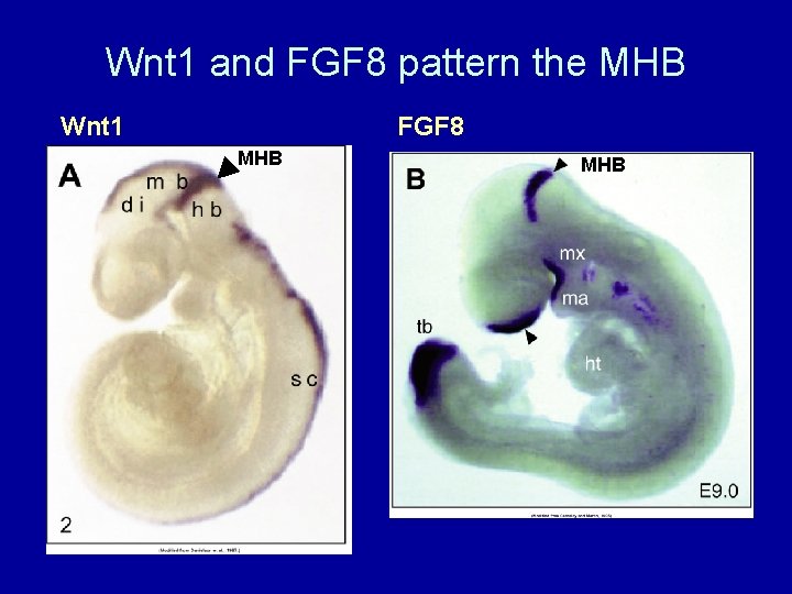 Wnt 1 and FGF 8 pattern the MHB Wnt 1 FGF 8 MHB 