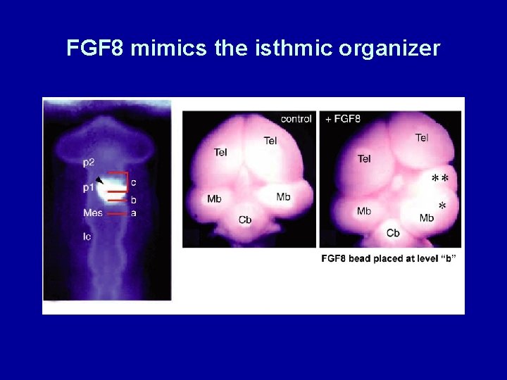 FGF 8 mimics the isthmic organizer 