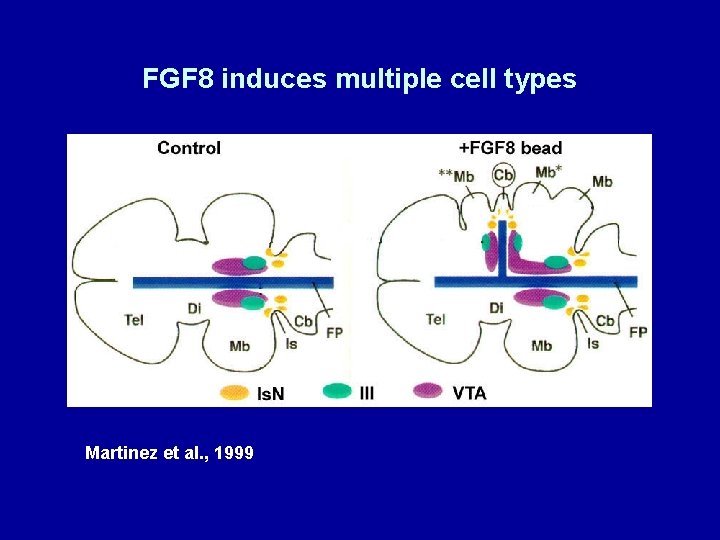 FGF 8 induces multiple cell types Martinez et al. , 1999 