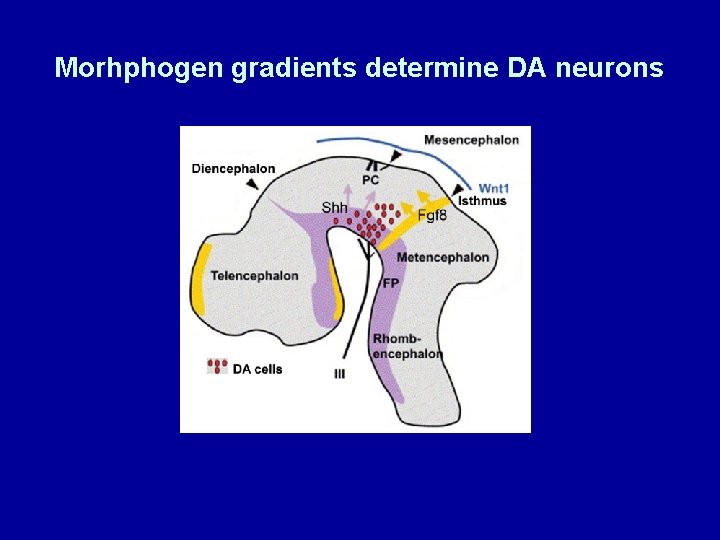 Morhphogen gradients determine DA neurons 