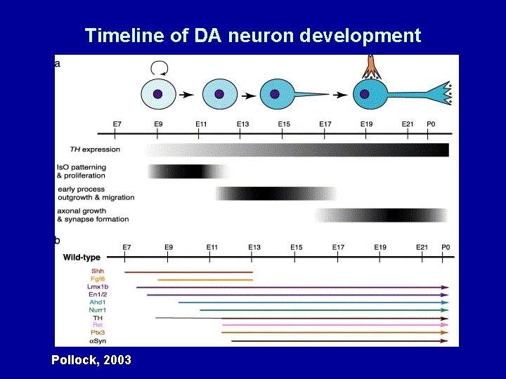 Timeline of DA neuron development Pollock, 2003 