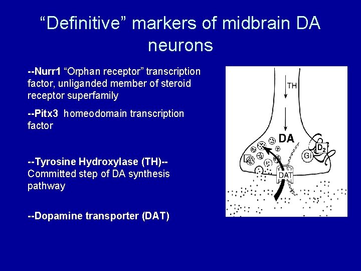 “Definitive” markers of midbrain DA neurons --Nurr 1 “Orphan receptor” transcription factor, unliganded member