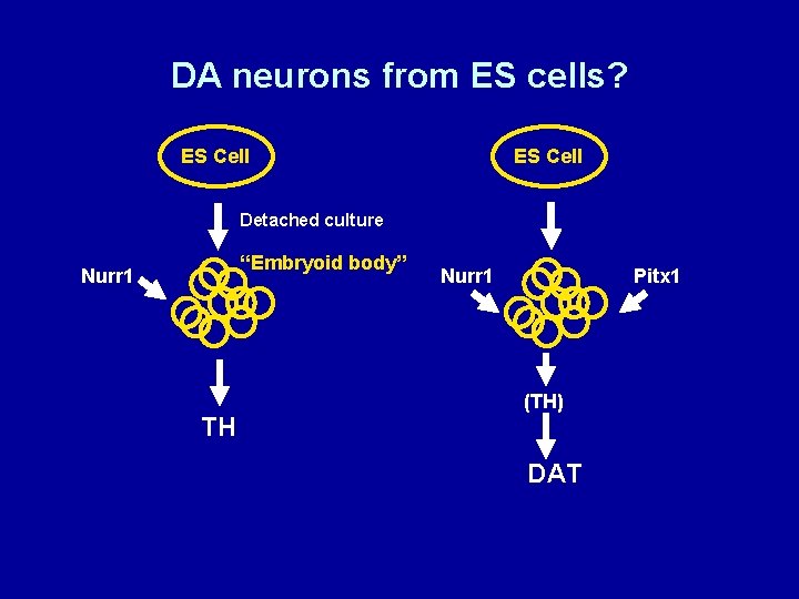 DA neurons from ES cells? ES Cell Detached culture “Embryoid body” Nurr 1 TH