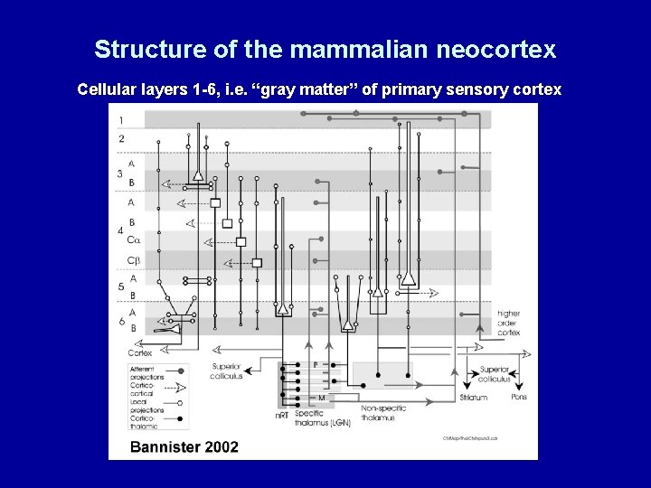 Structure of the mammalian neocortex Cellular layers 1 -6, i. e. “gray matter” of
