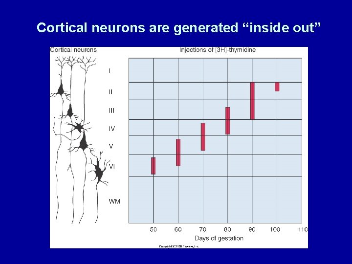 Cortical neurons are generated “inside out” 
