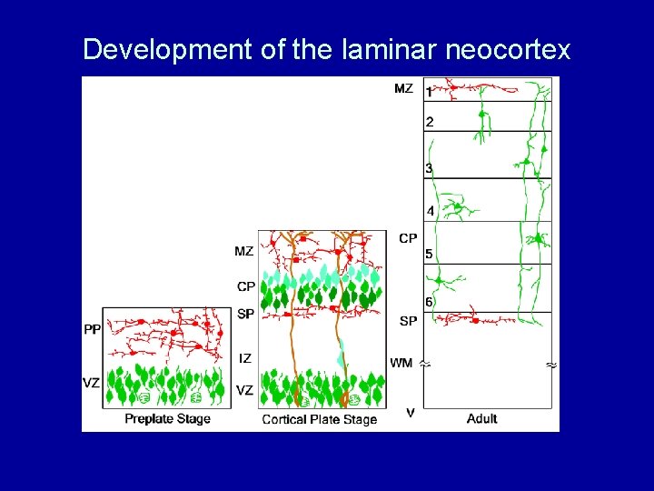 Development of the laminar neocortex 