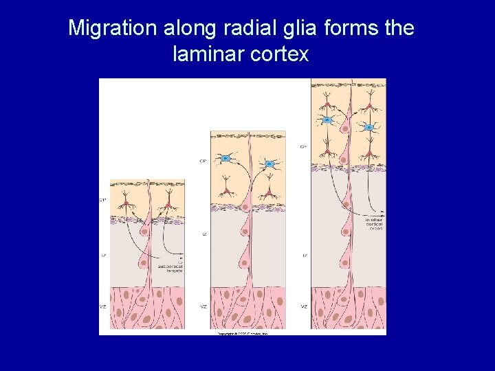 Migration along radial glia forms the laminar cortex 