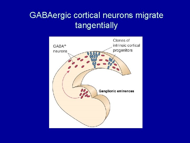 GABAergic cortical neurons migrate tangentially 