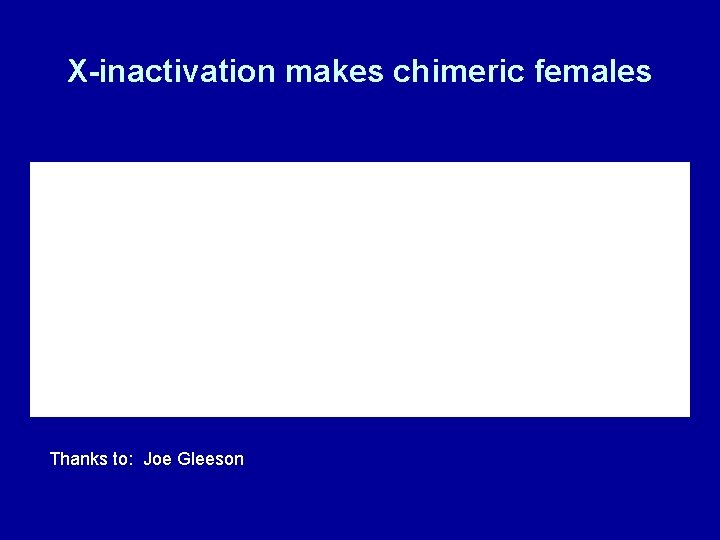 X-inactivation makes chimeric females Thanks to: Joe Gleeson 