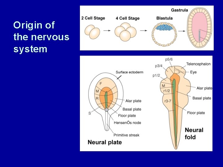 Origin of the nervous system 