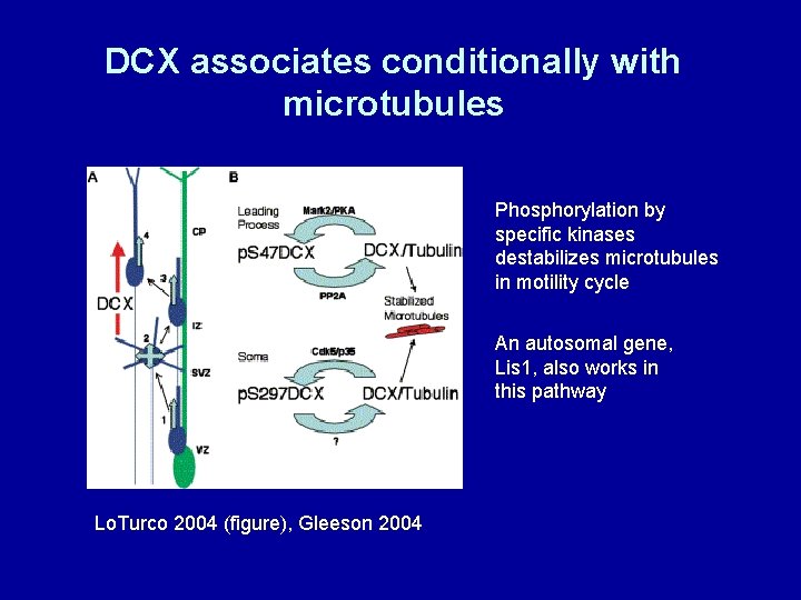 DCX associates conditionally with microtubules Phosphorylation by specific kinases destabilizes microtubules in motility cycle