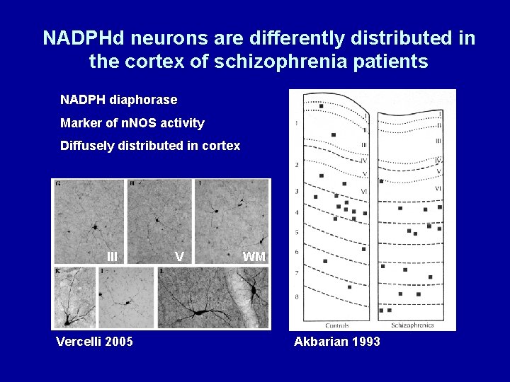 NADPHd neurons are differently distributed in the cortex of schizophrenia patients NADPH diaphorase Marker