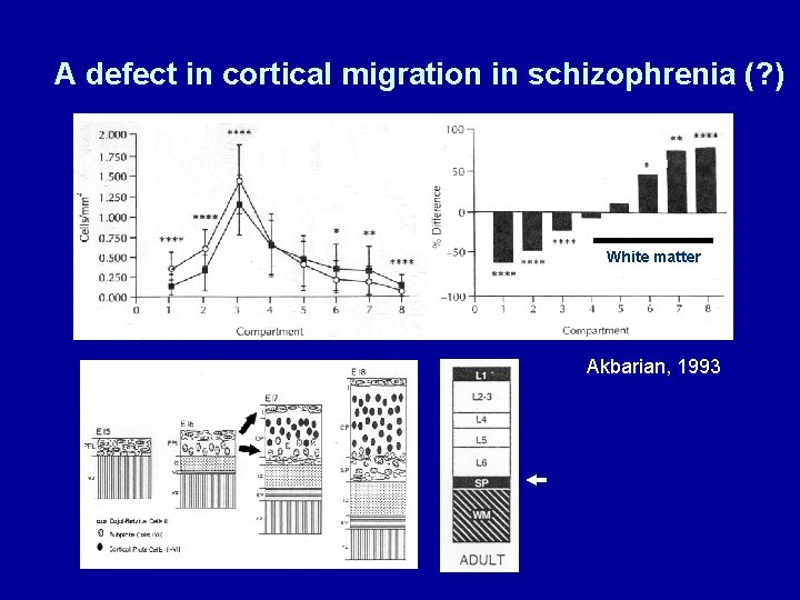 A defect in cortical migration in schizophrenia (? ) White matter Akbarian, 1993 