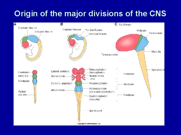 Origin of the major divisions of the CNS 