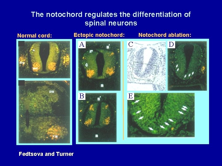 The notochord regulates the differentiation of spinal neurons Normal cord: Ectopic notochord: Fedtsova and