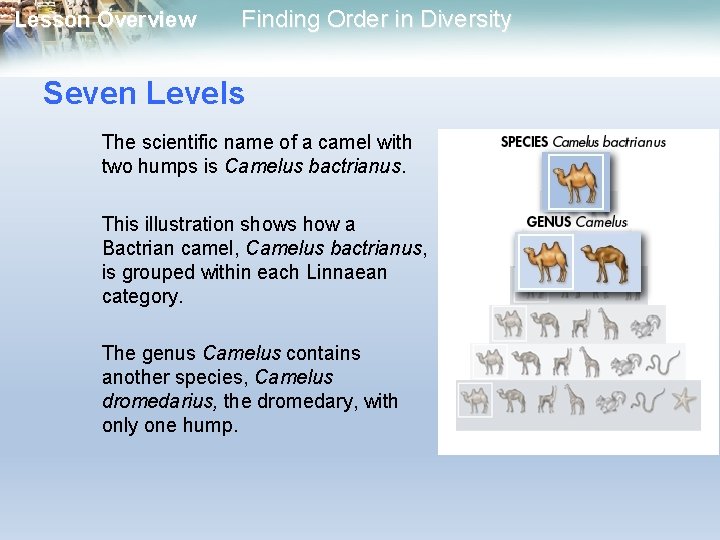 Lesson Overview Finding Order in Diversity Seven Levels The scientific name of a camel Lesson Overview Finding Order in Diversity Seven Levels The scientific name of a camel