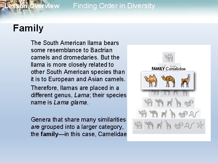 Lesson Overview Finding Order in Diversity Family The South American llama bears some resemblance Lesson Overview Finding Order in Diversity Family The South American llama bears some resemblance