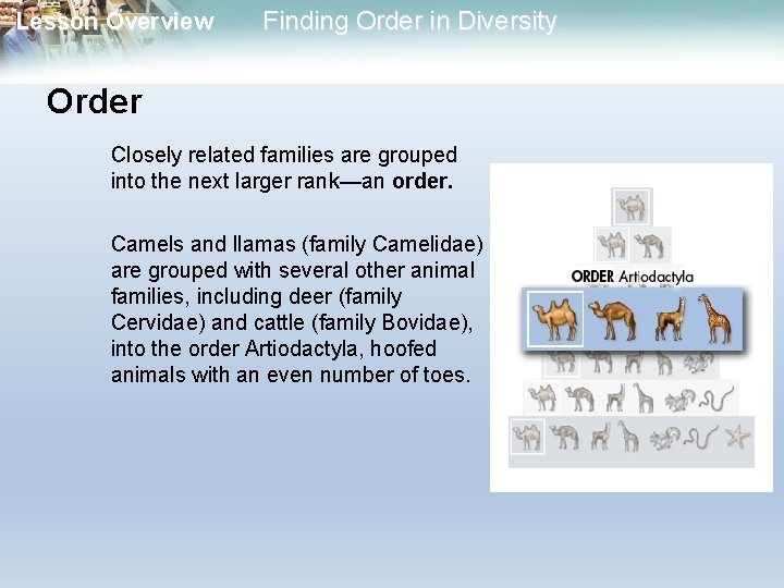 Lesson Overview Finding Order in Diversity Order Closely related families are grouped into the Lesson Overview Finding Order in Diversity Order Closely related families are grouped into the