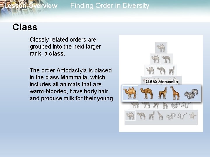 Lesson Overview Finding Order in Diversity Class Closely related orders are grouped into the Lesson Overview Finding Order in Diversity Class Closely related orders are grouped into the