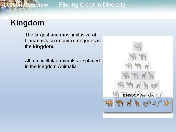 Lesson Overview Finding Order in Diversity Kingdom The largest and most inclusive of Linnaeus’s Lesson Overview Finding Order in Diversity Kingdom The largest and most inclusive of Linnaeus’s