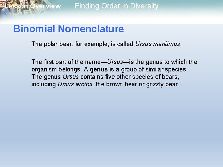 Lesson Overview Finding Order in Diversity Binomial Nomenclature The polar bear, for example, is Lesson Overview Finding Order in Diversity Binomial Nomenclature The polar bear, for example, is