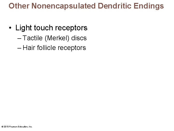 Other Nonencapsulated Dendritic Endings • Light touch receptors – Tactile (Merkel) discs – Hair Other Nonencapsulated Dendritic Endings • Light touch receptors – Tactile (Merkel) discs – Hair