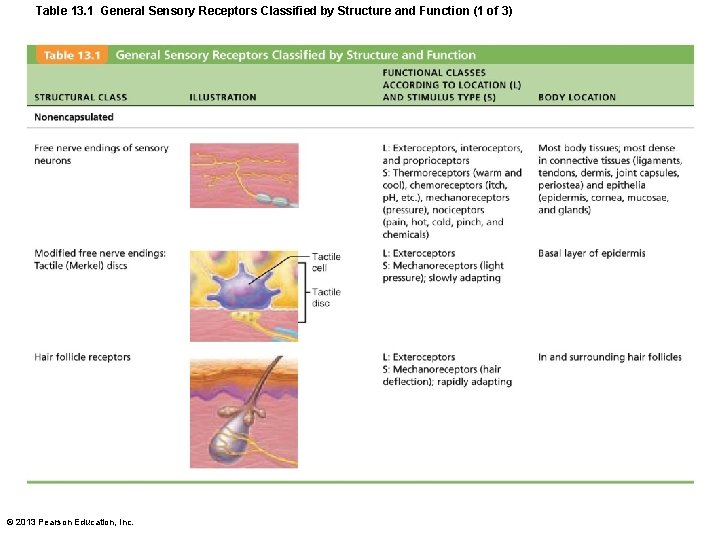 Table 13. 1 General Sensory Receptors Classified by Structure and Function (1 of 3) Table 13. 1 General Sensory Receptors Classified by Structure and Function (1 of 3)