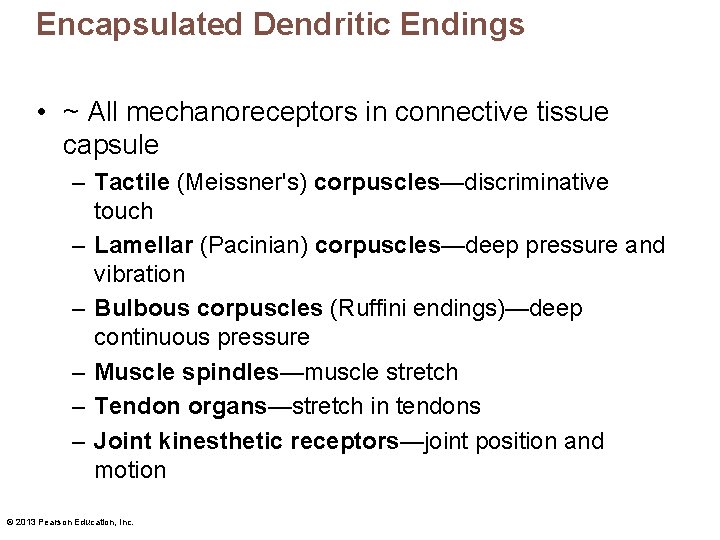 Encapsulated Dendritic Endings • ~ All mechanoreceptors in connective tissue capsule – Tactile (Meissner's) Encapsulated Dendritic Endings • ~ All mechanoreceptors in connective tissue capsule – Tactile (Meissner's)