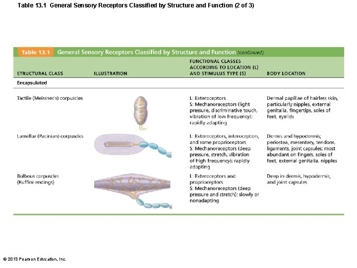 Table 13. 1 General Sensory Receptors Classified by Structure and Function (2 of 3) Table 13. 1 General Sensory Receptors Classified by Structure and Function (2 of 3)