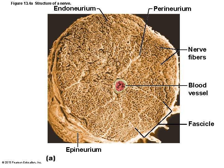Figure 13. 4 a Structure of a nerve. Endoneurium Perineurium Nerve fibers Blood vessel Figure 13. 4 a Structure of a nerve. Endoneurium Perineurium Nerve fibers Blood vessel