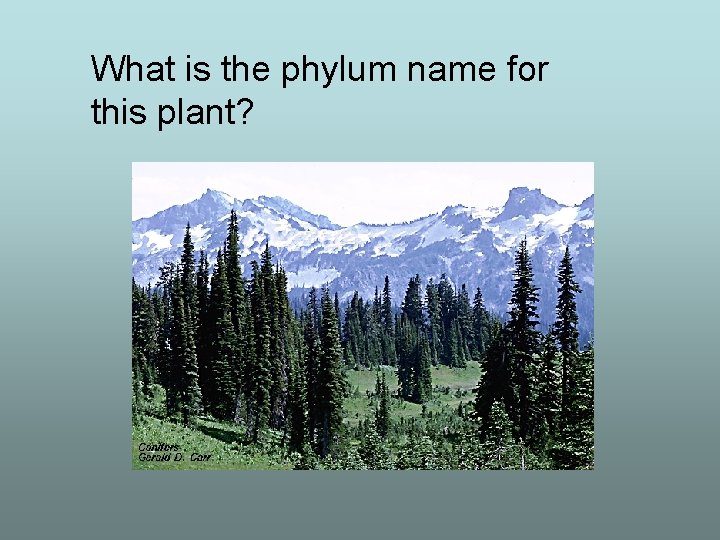 What is the phylum name for this plant? 