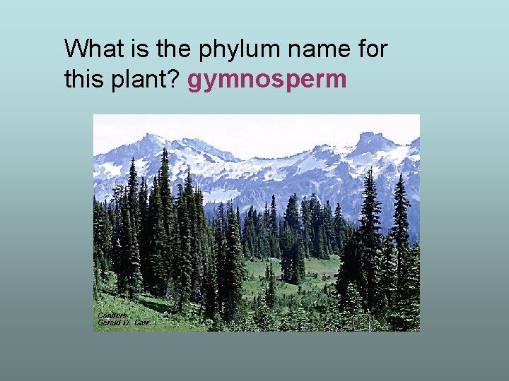 What is the phylum name for this plant? gymnosperm 