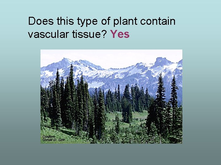 Does this type of plant contain vascular tissue? Yes 
