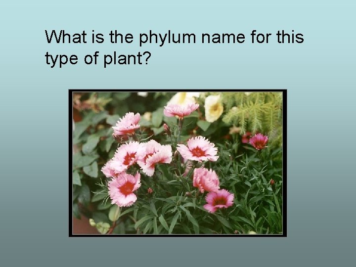 What is the phylum name for this type of plant? 