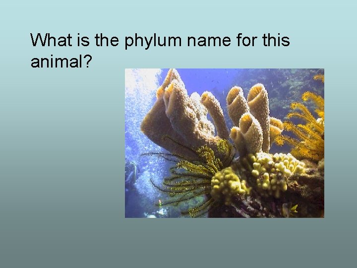 What is the phylum name for this animal? 