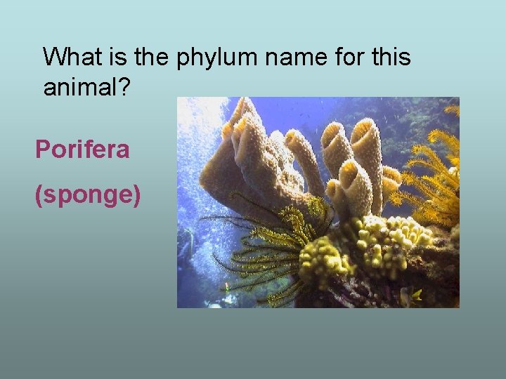 What is the phylum name for this animal? Porifera (sponge) 