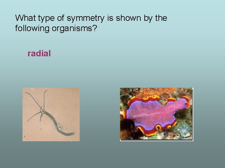 What type of symmetry is shown by the following organisms? radial 