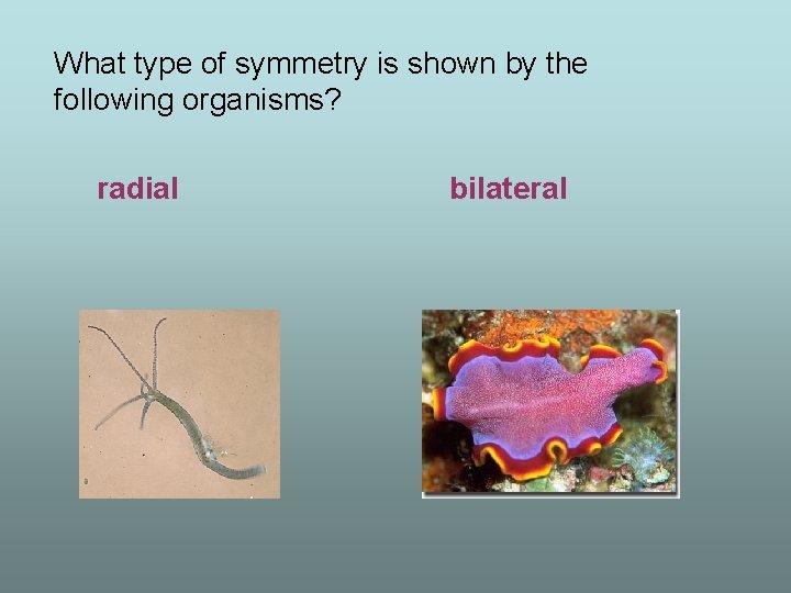 What type of symmetry is shown by the following organisms? radial bilateral 