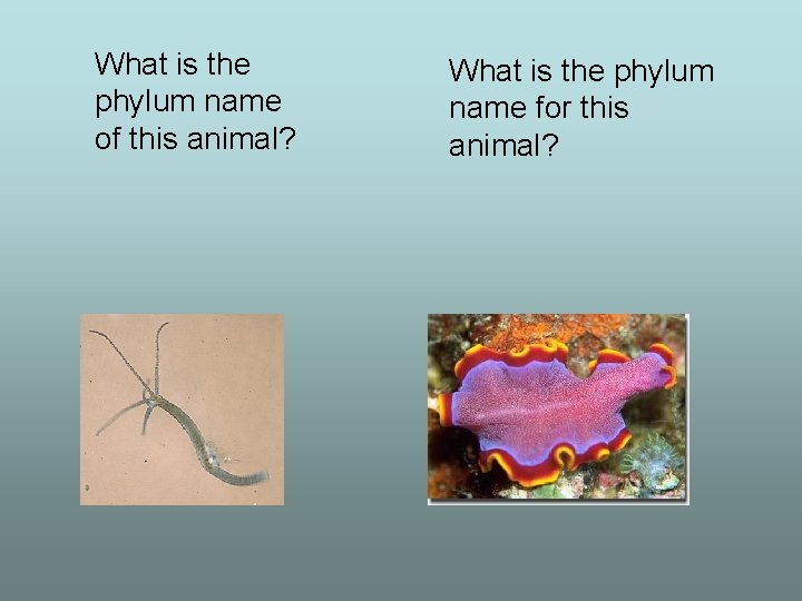 What is the phylum name of this animal? What is the phylum name for