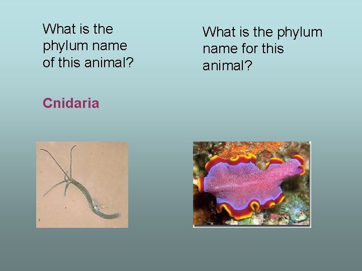 What is the phylum name of this animal? Cnidaria What is the phylum name